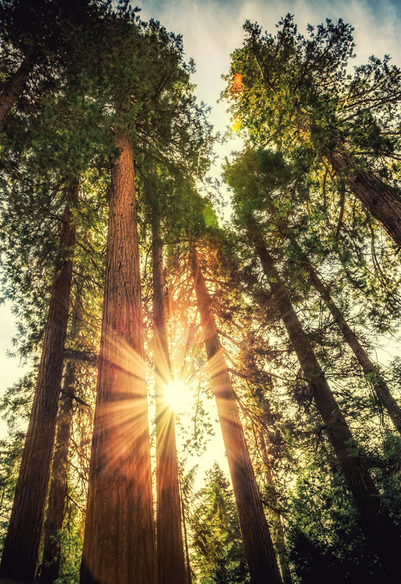 Sunlight through pine trees